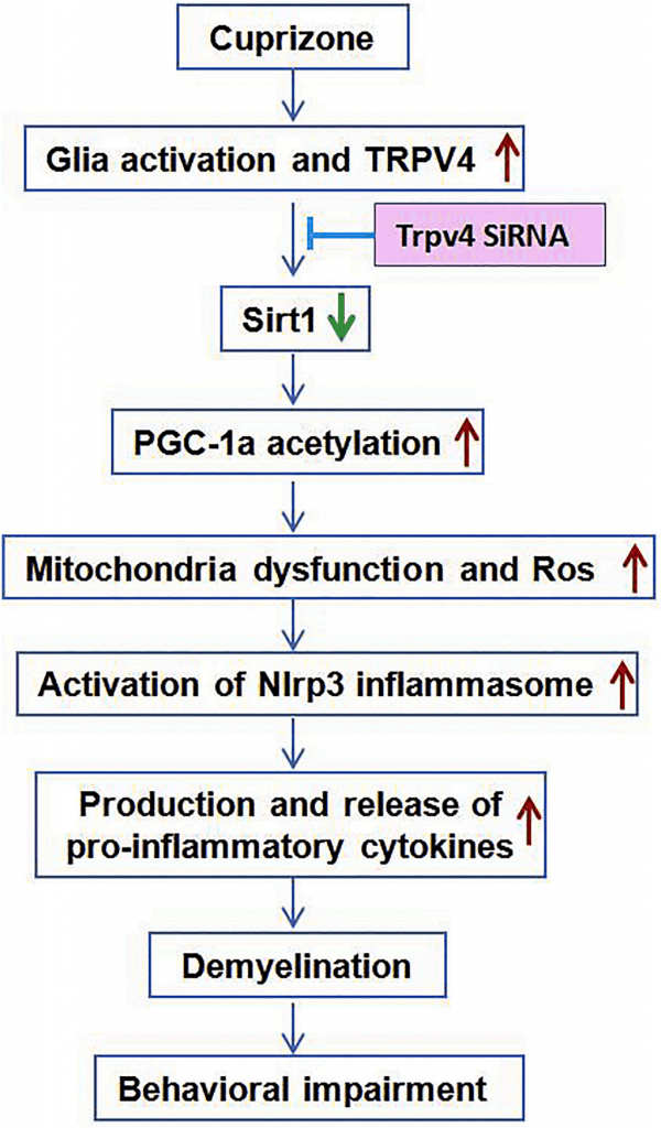 IFKine™ 荧光二抗科研成果速递及免疫荧光干货集锦