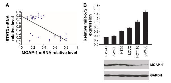 Abbkine HRP偶联二抗文献解读