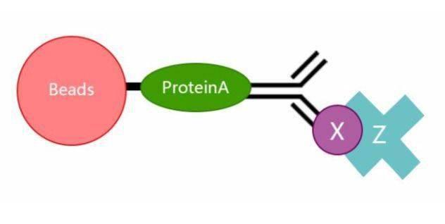 IP专题| Abbkine通用型免疫（共）沉淀（IP/Co-IP）工具箱