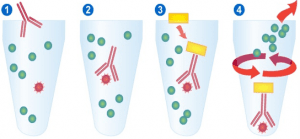 干货|免疫沉淀通用工具再度升级，把IP/Co-IP实验安排得明明白白