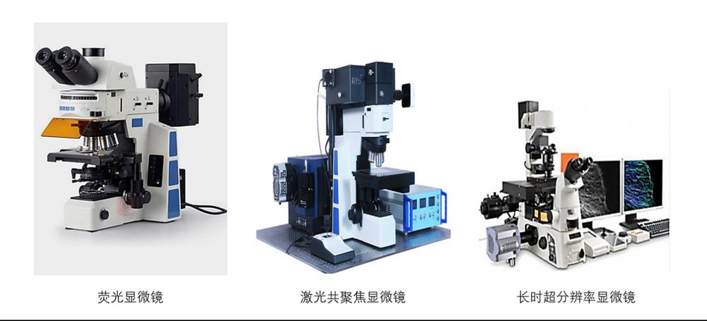 【细胞染色专题】闪耀细胞成像