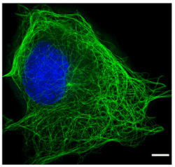 干货|一眼就让人爱了爱了的各色荧光染料合集