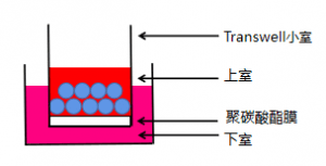 重新定义细胞迁移检测，一Kit在手，实验不愁