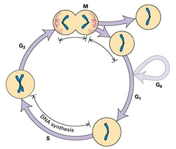 增殖系列|解开细胞增殖的“密码”