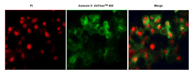 一次讲透Annexin V-488/PI凋亡检测