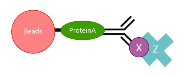 免疫沉淀实验的疑难点汇总与突破