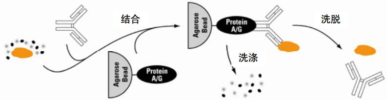 干货|一文帮你轻松解读免疫沉淀与免疫共沉淀的差异