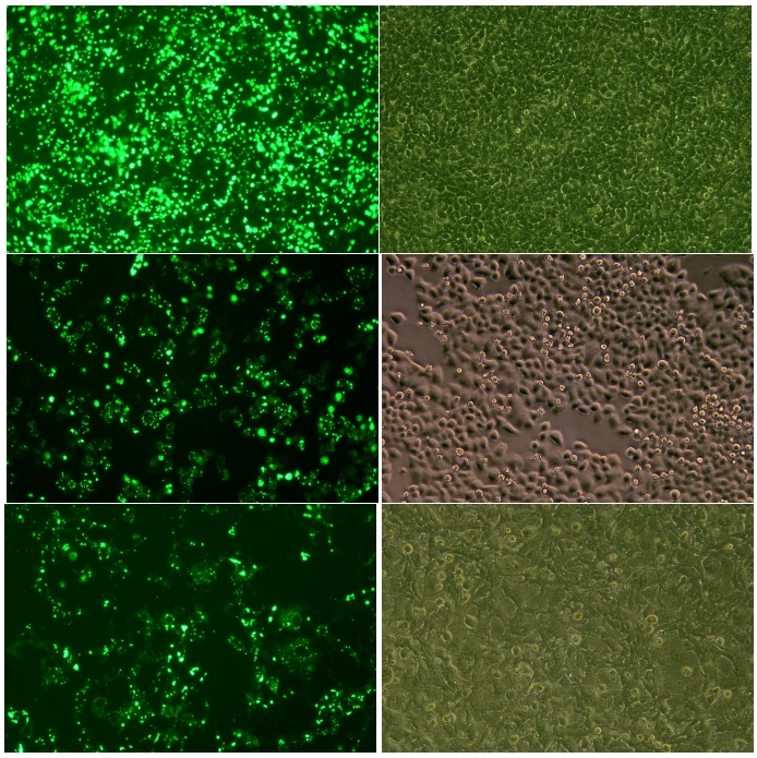 【新品上新】转染的时候不能含血清？频繁换培养基？ NO, 拥有神器转染试剂就不需要换液！