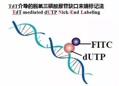 史上最全的凋亡检测解说！