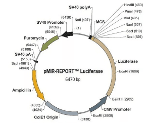 【产品解读】Abbkine上新产品产品解读来啦！