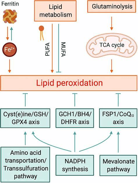 铁死亡（Ferroptosis）—细胞状态新模式