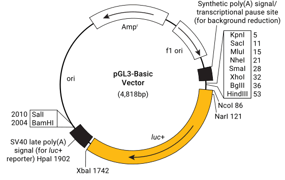 【新品解读】小小萤火虫点亮的科学奥秘——双荧光素酶报告基因