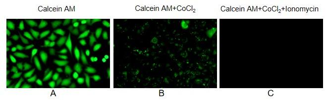 爱了爱了，很久没有看到这么齐全的细胞检测干货了