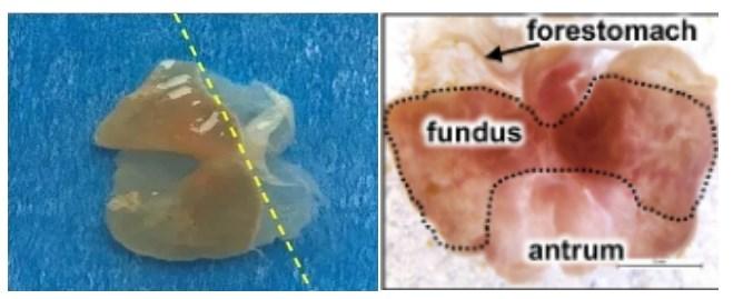 类器官培养秘籍-胃类器官的培养