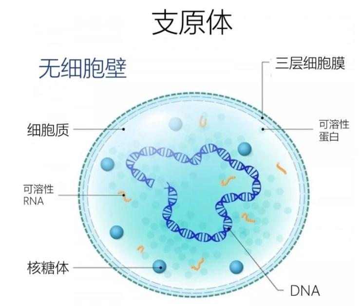 打响支原体战役 ——Abbkine支原体检测试剂盒申请出战