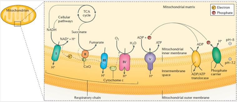 追踪线粒体热点，解决呼吸链研究难题