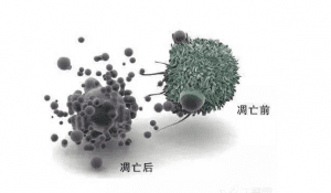 凋亡、焦亡、坏死、铁死亡和自噬的区分