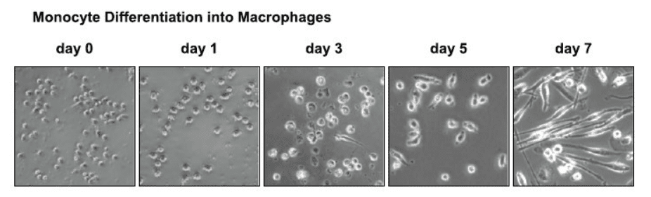 【干货分享】如何诱导巨噬细胞极化