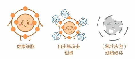 氧化应激与衰老、疾病有什么关系？我们来一探究竟~