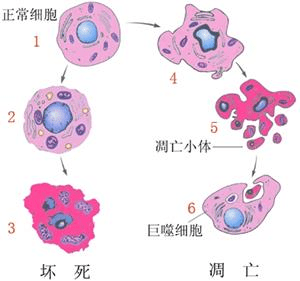 TUNEL、DNA损伤、Annexin V、Caspase，细胞凋亡的多维度研究
