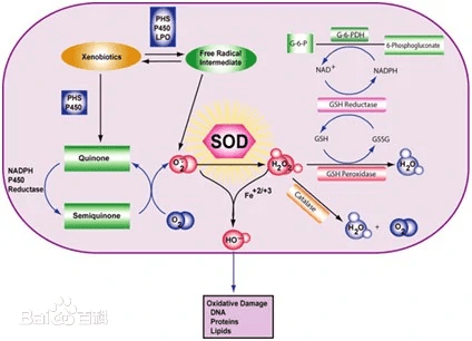 氧化应激、抗氧化，活性氧、衰老、自由基，抗衰热点的多层次突破