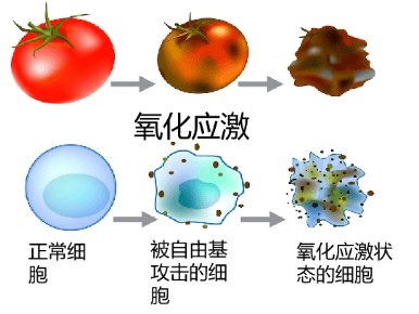 氧化应激相关疾病研究——看懂这篇就够了