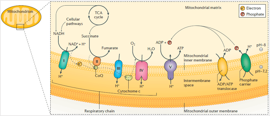 追踪细胞热点，助力线粒体呼吸链研究