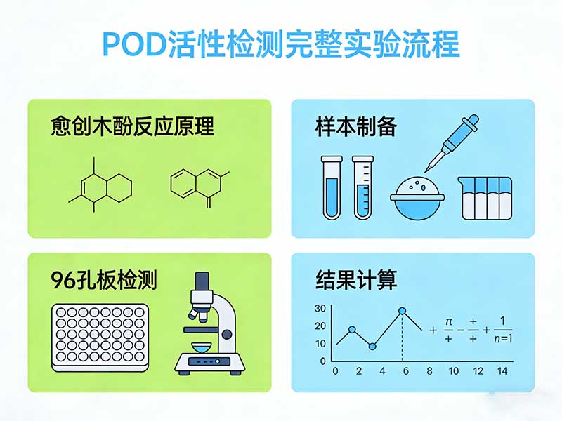 过氧化物酶（POD）活性检测完整实验方案：愈创木酚比色法原理、步骤与计算详解