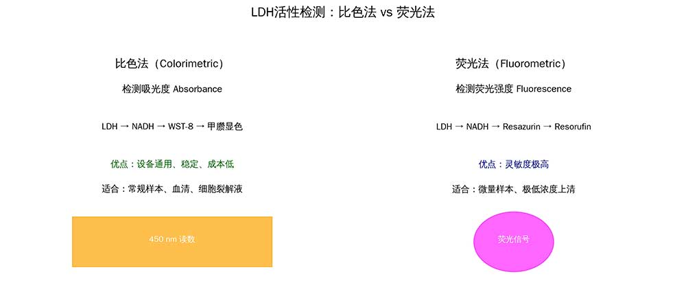 乳酸脱氢酶LDH活性检测试剂盒比色法vs荧光法，到底选哪个？