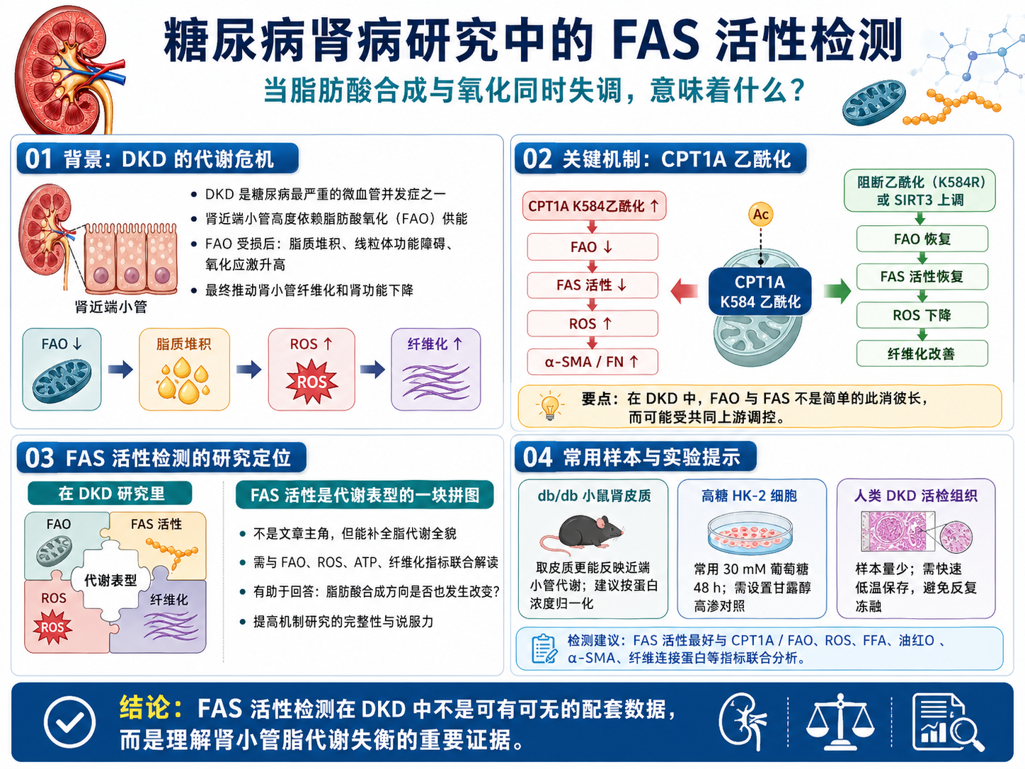 糖尿病肾病研究中的FAS脂肪酸合成酶活性检测——当脂肪酸合成和氧化同时失调，意味着什么