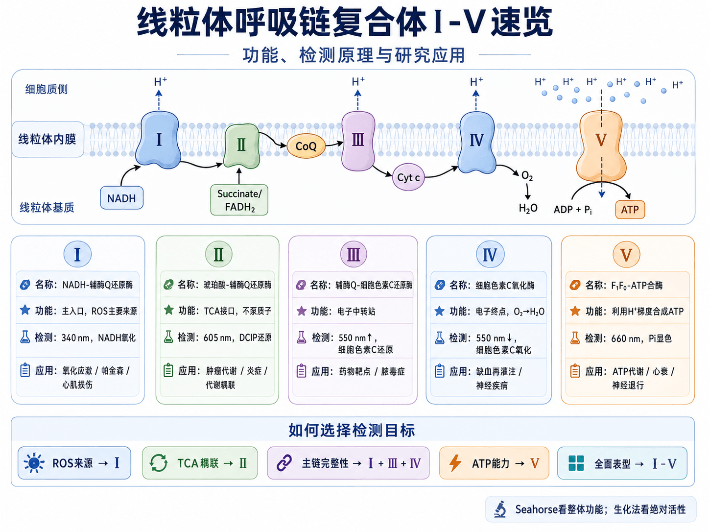 线粒体呼吸链复合体Ⅰ-Ⅴ有什么区别？功能、检测原理与研究应用全解析