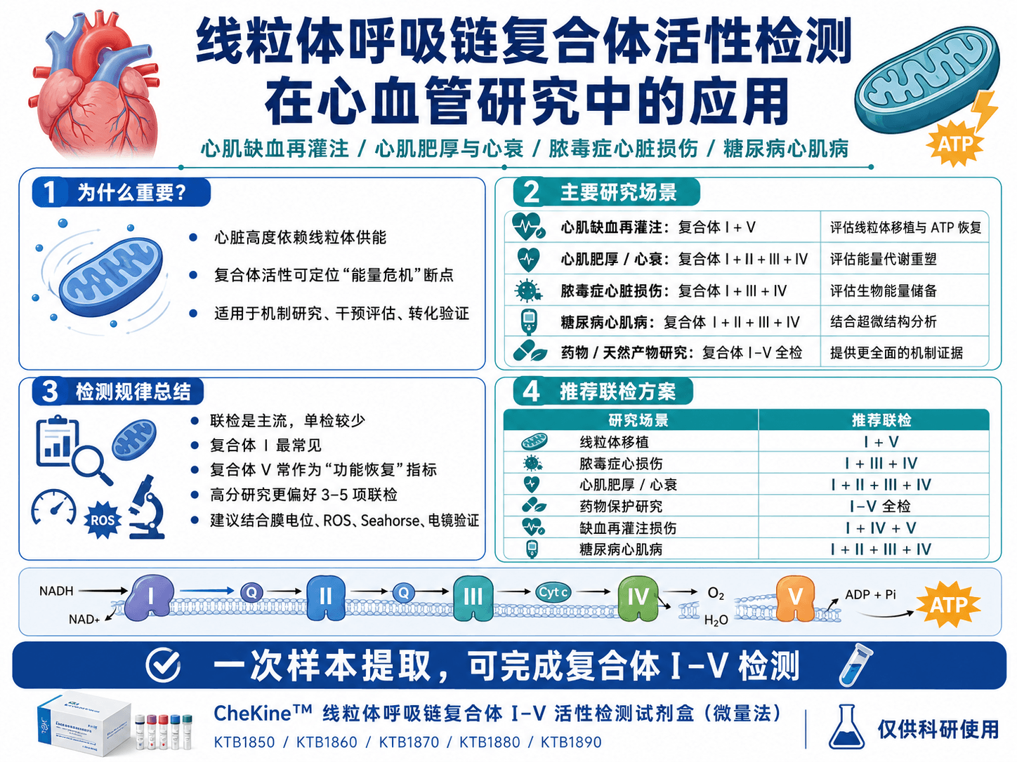 心肌缺血、心衰、脓毒症心脏损伤：线粒体呼吸链复合体活性检测在心血管研究中的应用