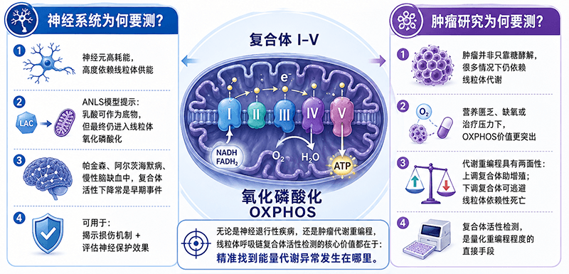 为什么神经系统和肿瘤研究都需要复合体活性检测?
