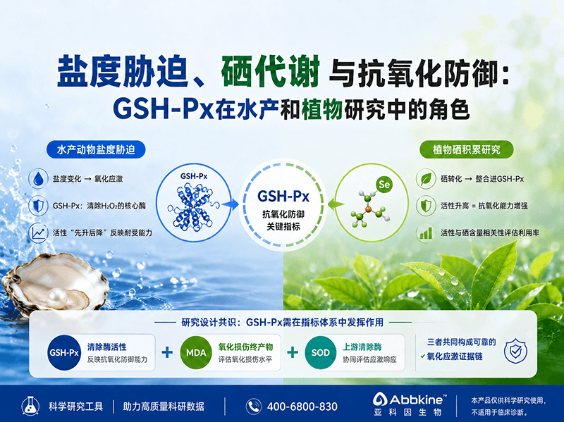 盐度胁迫、硒代谢与抗氧化防御：谷胱甘肽过氧化物酶GSH-Px在水产和植物研究中的角色