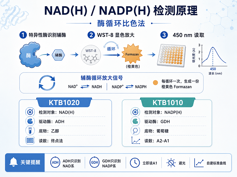 NAD(H)和NADP(H)检测原理是什么？酶循环比色法详解