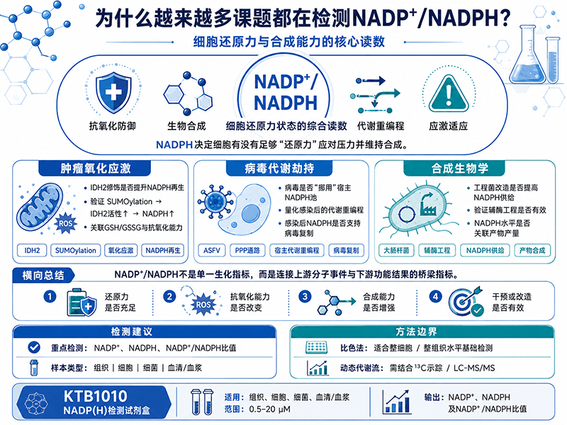 从肿瘤氧化应激到病毒代谢劫持：为什么NADP⁺/NADPH正在成为这些课题的核心检测指标？