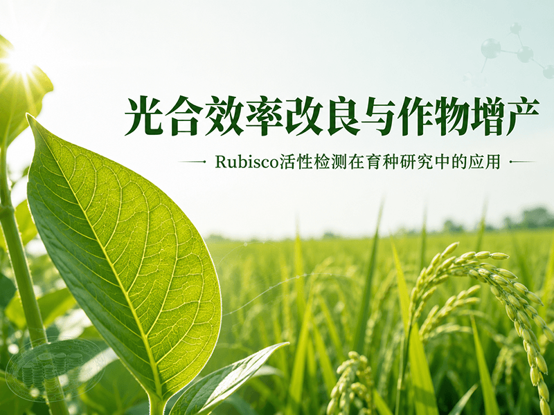 光合效率改良与作物增产：Rubisco活性检测在二磷酸核酮糖羧化酶/加氧酶育种研究中的应用
