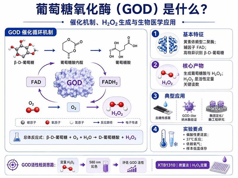 葡萄糖氧化酶（GOD）是什么？催化机制、H₂O₂生成与生物医学应用全解析