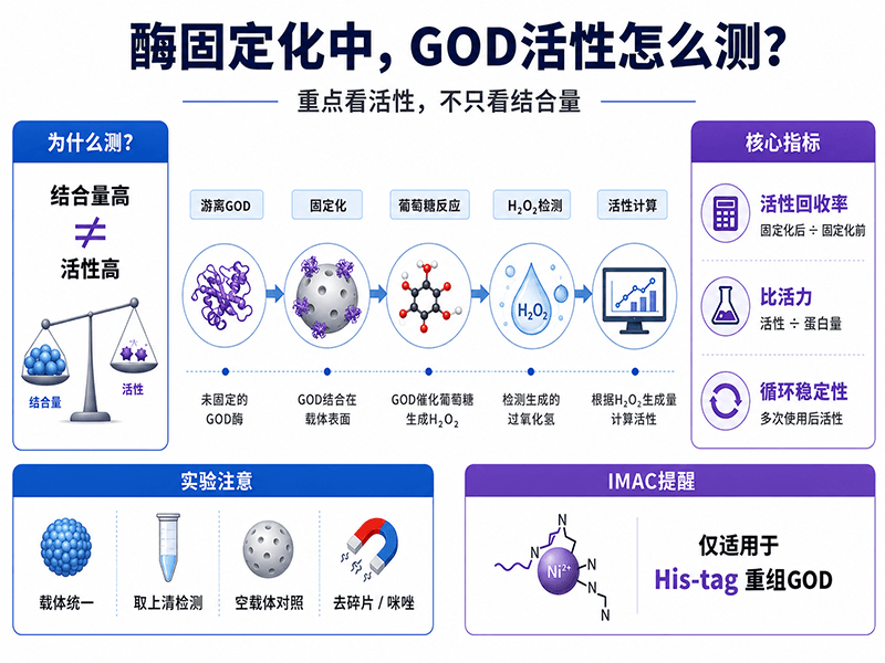 酶固定化研究中GOD活性怎么测？从β-葡萄糖苷酶固定化纯化文献谈起