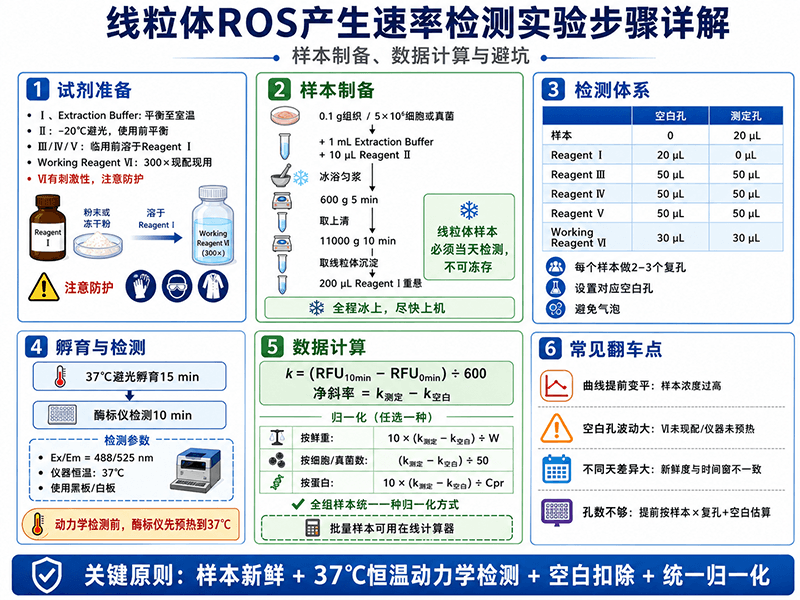 线粒体ROS产生速率检测实验步骤详解：样本制备、数据计算与避坑