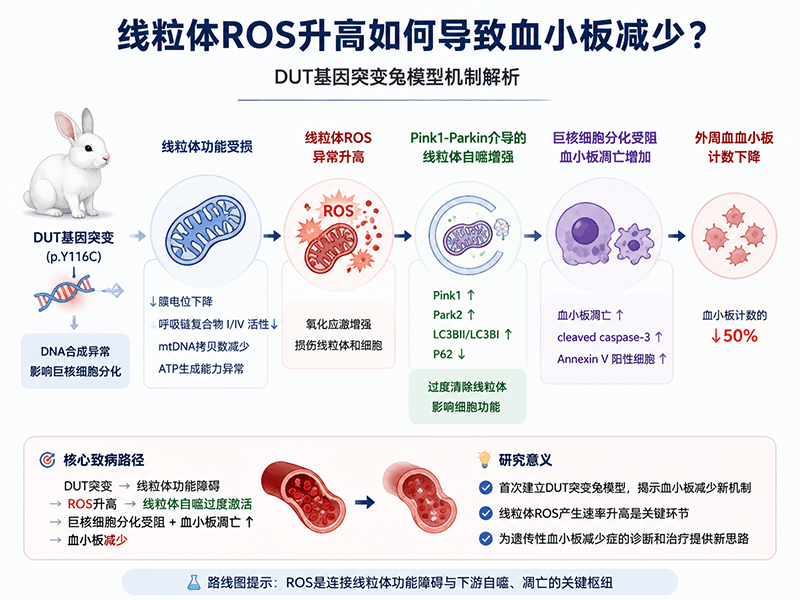 线粒体活性氧（ROS）升高如何引发血小板减少？基因编辑兔模型机制解析