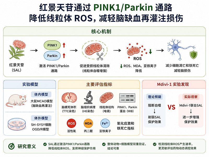 线粒体活性氧（ROS）与PINK1/Parkin通路：红景天苷缓解脑缺血氧化损伤机制