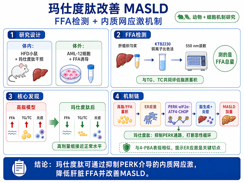 玛仕度肽如何改善MASLD：从游离脂肪酸检测看内质网应激调控机制