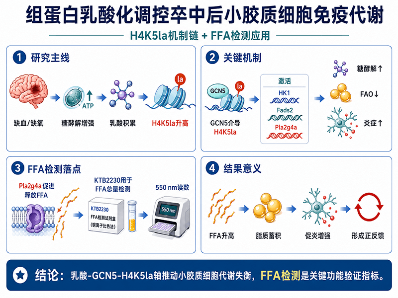 组蛋白乳酸化如何调控卒中后小胶质细胞免疫代谢：FFA游离脂肪酸检测的应用解析