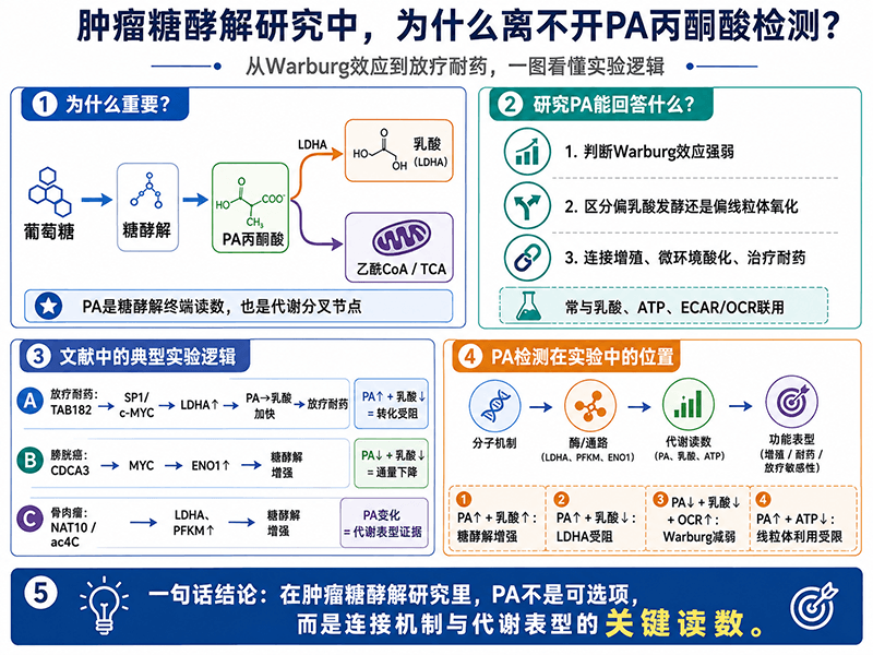 肿瘤糖酵解研究中为什么离不开PA丙酮酸检测？从Warburg效应到放疗耐药的实验逻辑