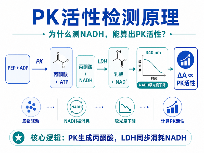 PK丙酮酸激酶活性检测原理：测NADH为什么能算出PK活性？