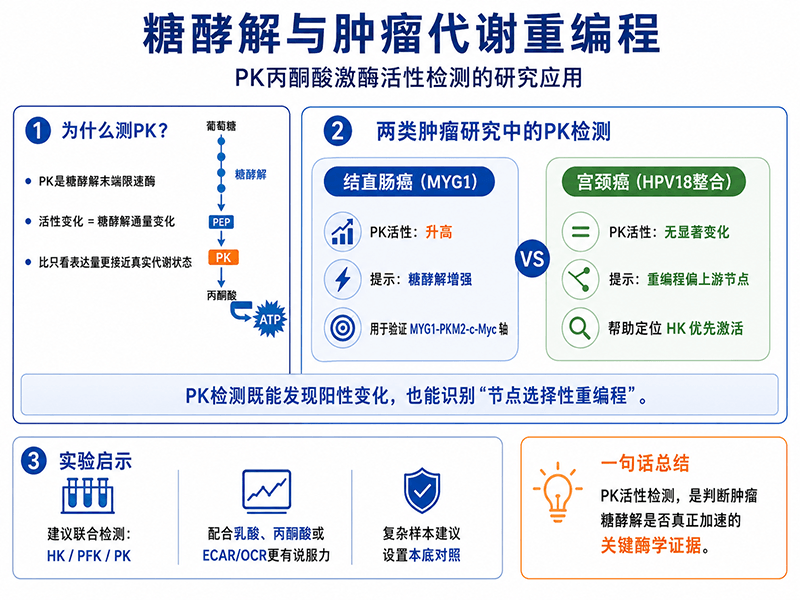 糖酵解与肿瘤代谢重编程：PK丙酮酸激酶活性检测在结直肠癌和宫颈癌研究中的应用