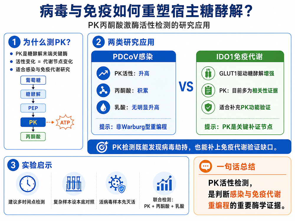 病毒与免疫如何重塑宿主糖酵解？PK丙酮酸激酶活性检测在感染与肿瘤免疫代谢研究中的应用