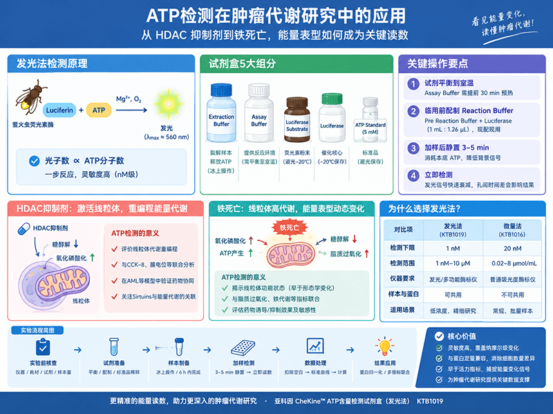 ATP检测在肿瘤代谢研究中的应用：从HDAC抑制剂到铁死亡，能量表型如何成为关键读数