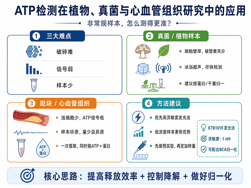 ATP检测在植物、真菌与心血管组织研究中的应用：非常规样本的能量表型如何测准